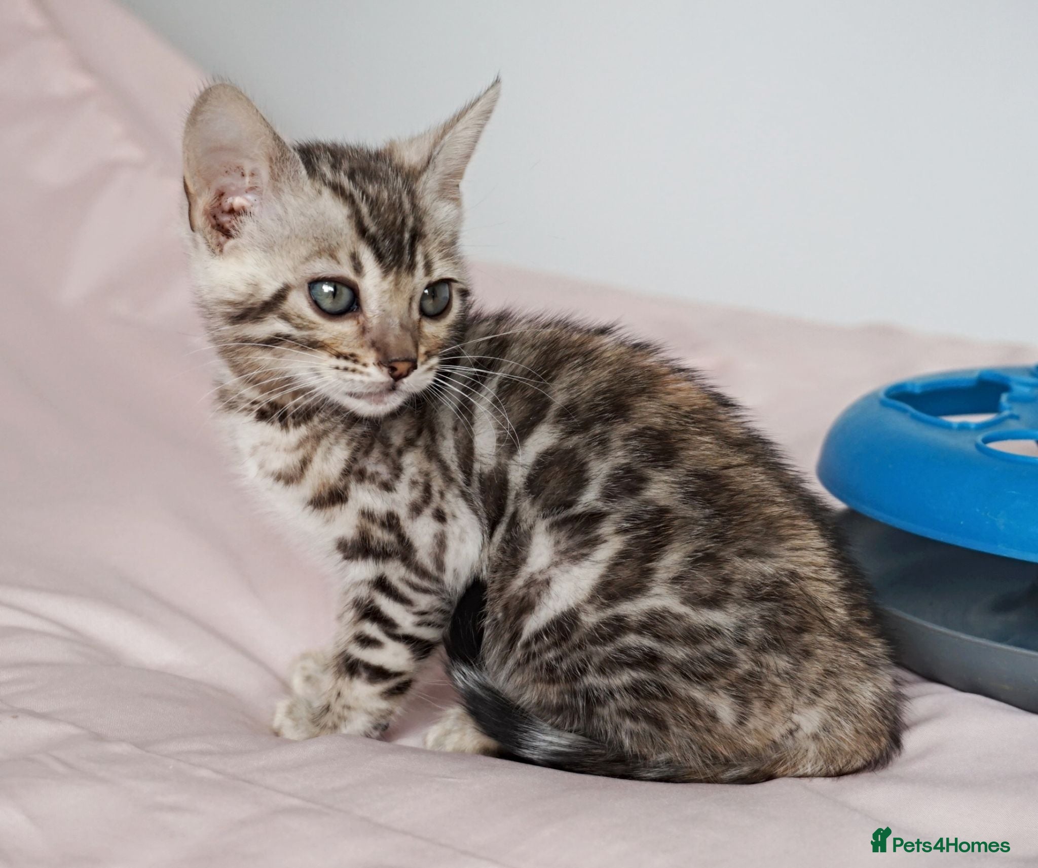 Bengal cats Superb Quality Bengal Kittens - Advert 10
