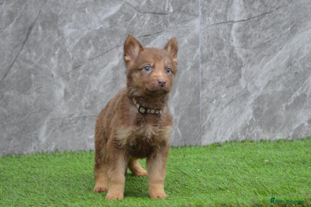 German Shepherd dogs for sale: KC Registered Working Line German Shepherd Puppies - Advert 30