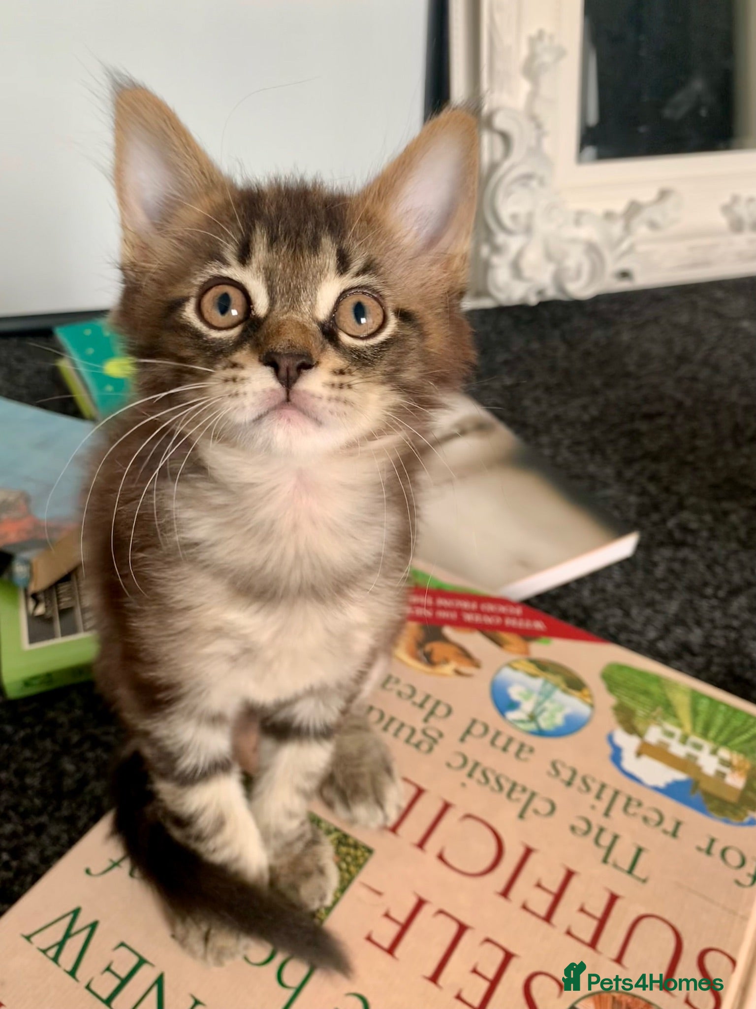 Mixed Breed cats Mixed Main Coon kittens  - Advert 18