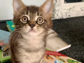 Mixed Breed cats Mixed Main Coon kittens - Advert 18