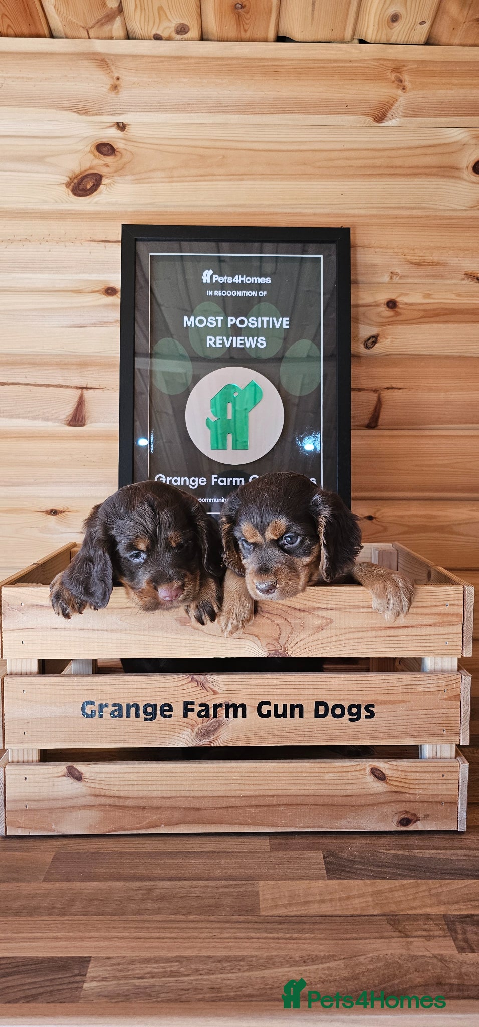 Cocker Spaniel dogs 3 CHOC AND TAN KC WORKING COCKER SPANIELS - Advert 1