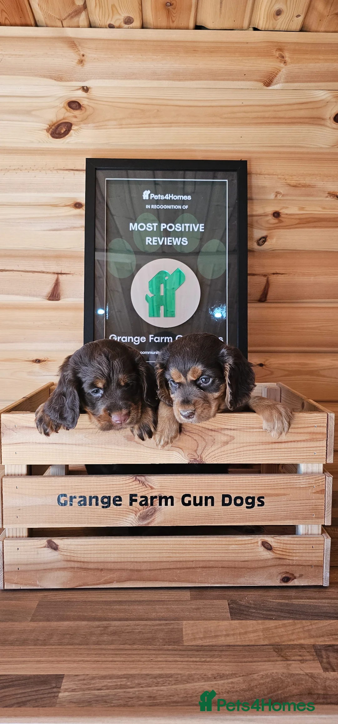 Cocker Spaniel dogs for sale: 3 CHOC AND TAN KC WORKING COCKER SPANIELS - Advert 1