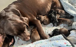 Labrador Retriever dogs for stud: Labrador stud dog produces black yellow chocolate - Image 10