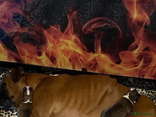 Boxer dogs Boxer Puppies Looking for Loving Homes - Advert 2