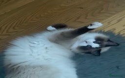 Ragdoll cats for sale: Female  - Image 2