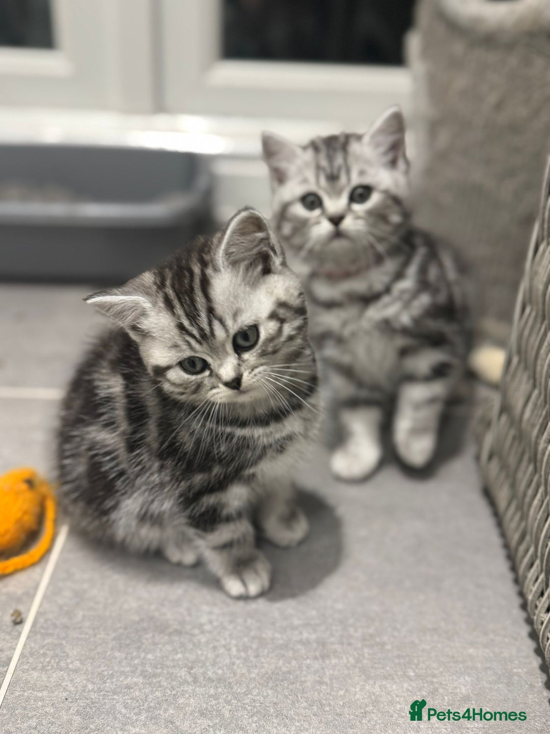 British Shorthair cats for sale: Beautiful registered British Shorthaired Kittens - Image 7