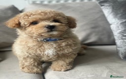 Poochon dogs for sale: Stunning litter - Image 19