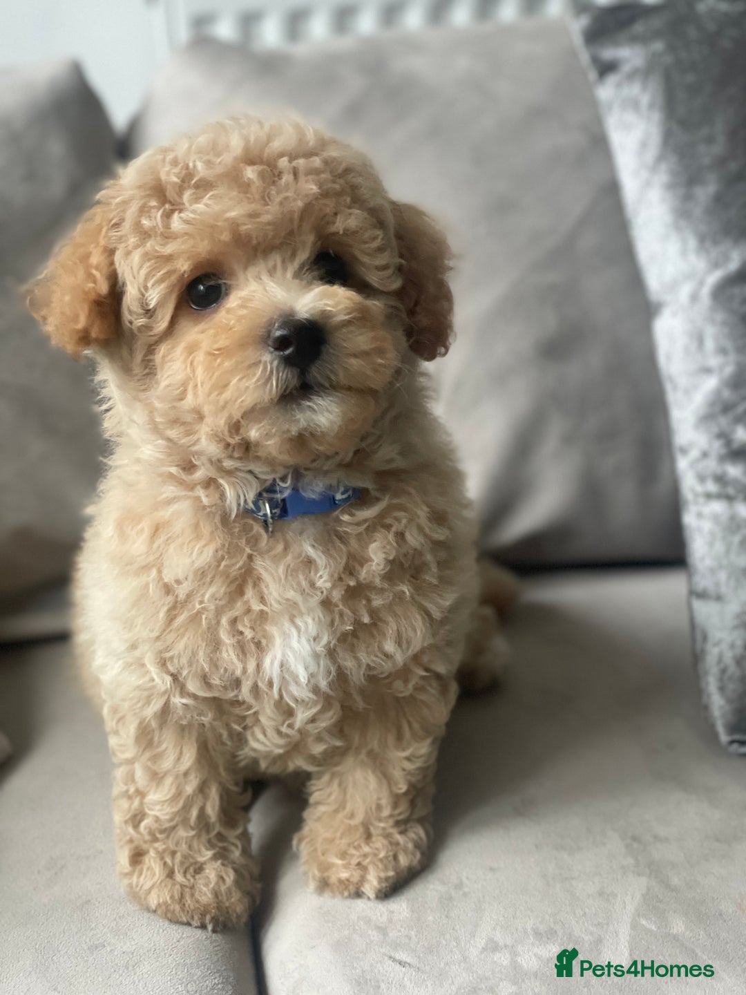 Poochon dogs for sale: Stunning litter - Image 19