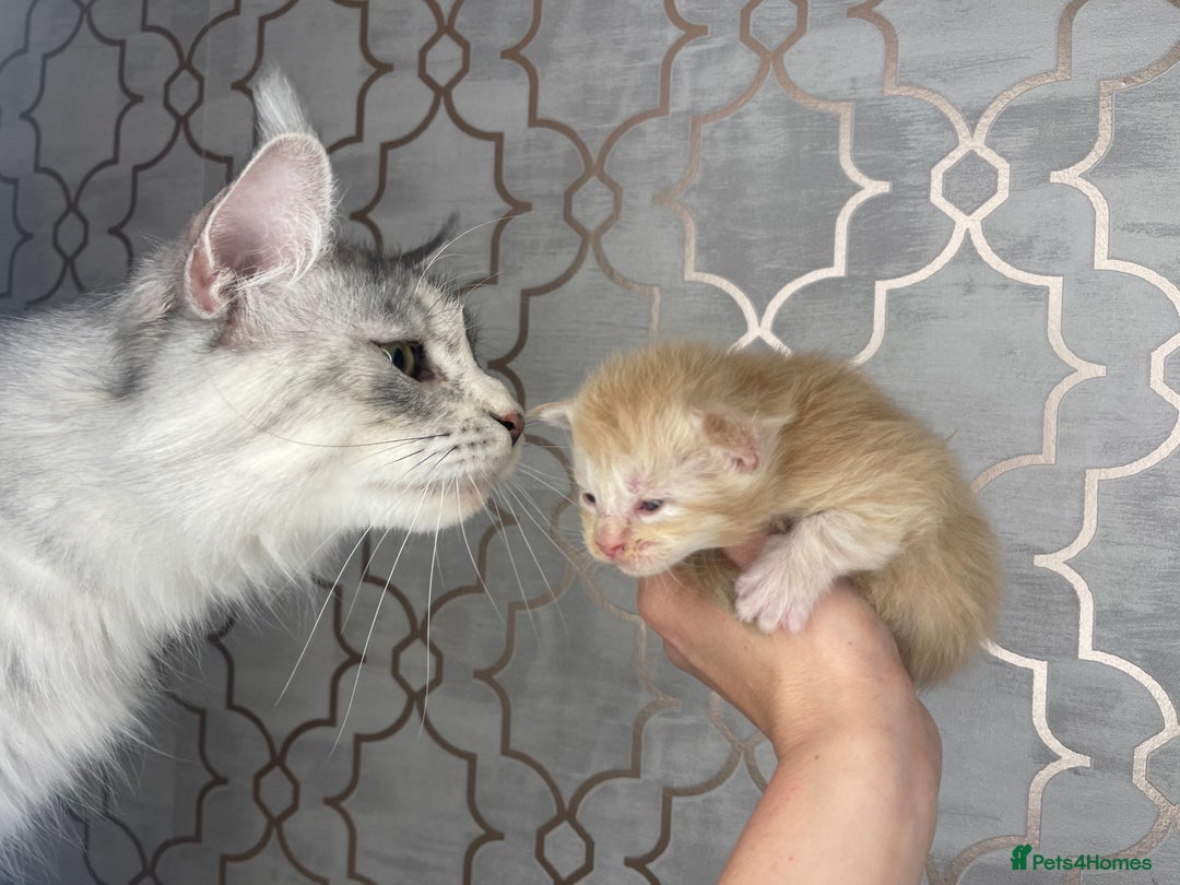 Maine Coon cats for sale: 🐾💛5 Sweet Maine Coons looking for forever home💛 - Advert 11