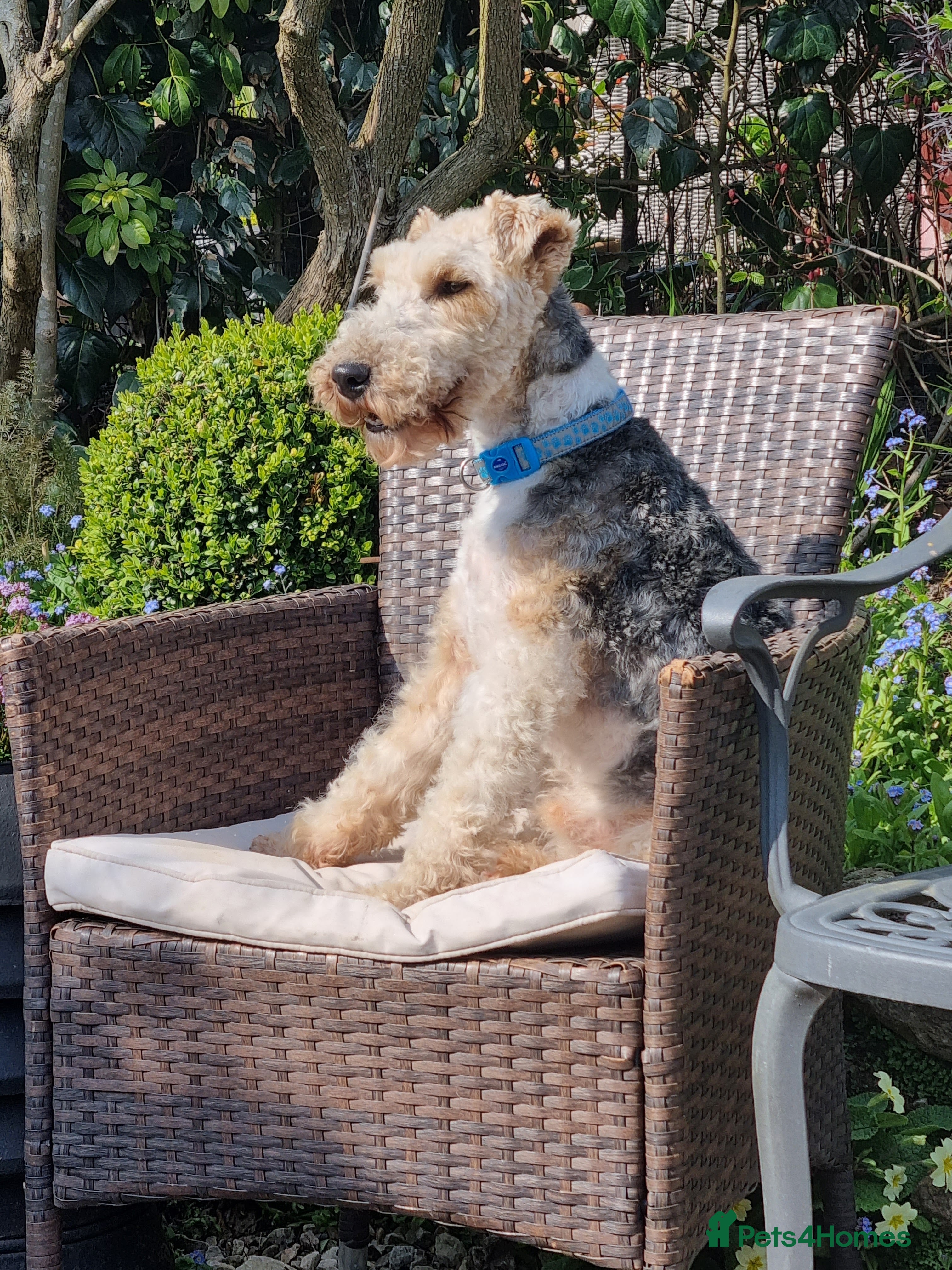 Fox Terrier dogs Wirehaired Fox Terrier Male - Advert 1