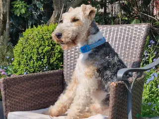 Fox Terrier dogs Wirehaired Fox Terrier Male - Advert 8