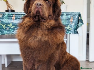 Newfoundland dogs in Alcester - Advert 2