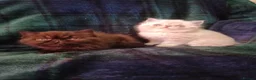 Persian cats for sale: Stunning Persian Exotics long haired and short - Advert 2