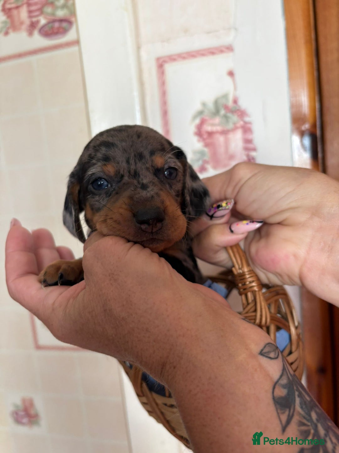 Dachshund dogs for sale: Our 7 Adorable Dachshund Puppies Ready for Homes - Image 14
