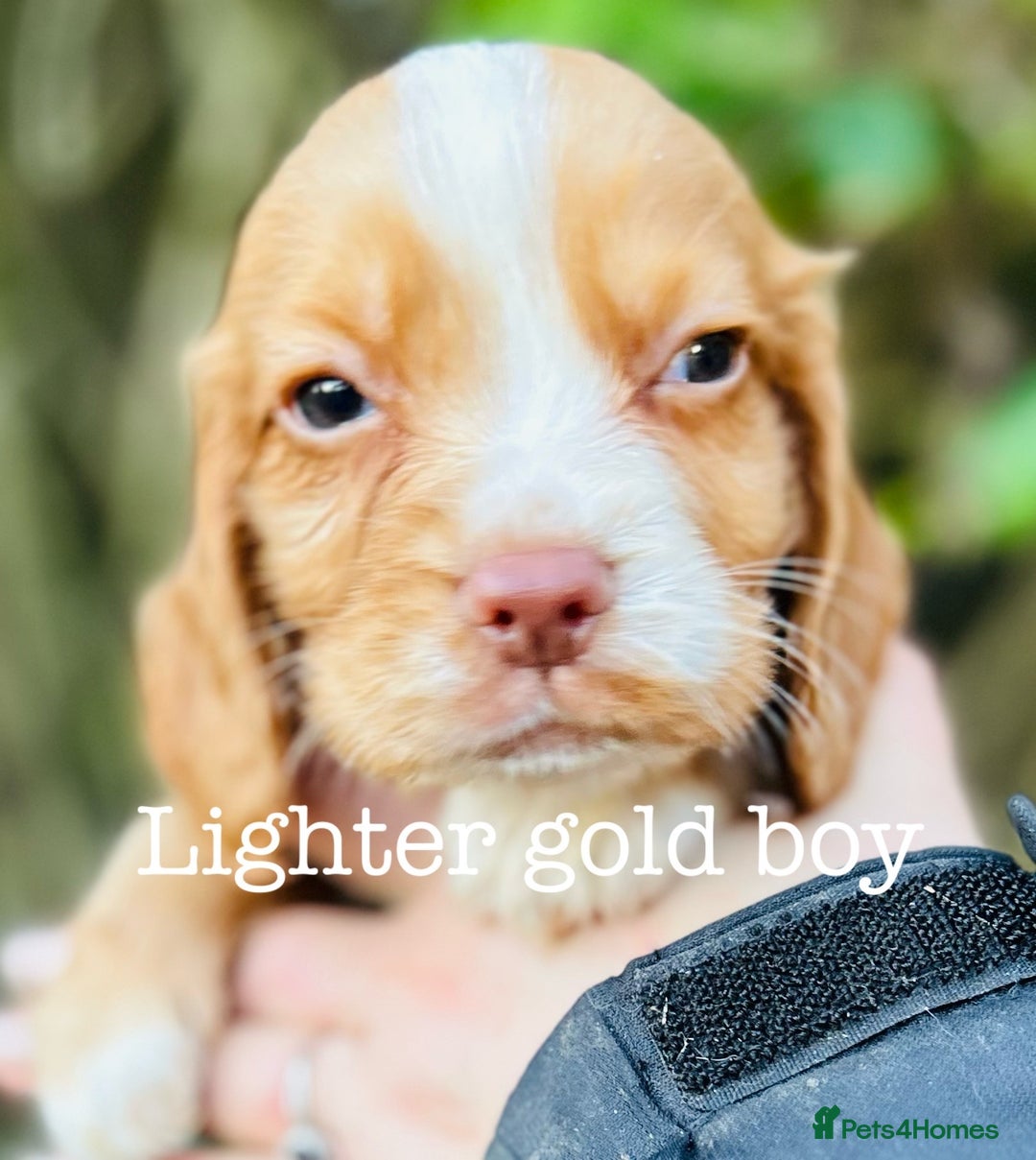 Cocker Spaniel dogs for sale: Sprocker Spaniel puppies  - Advert 10