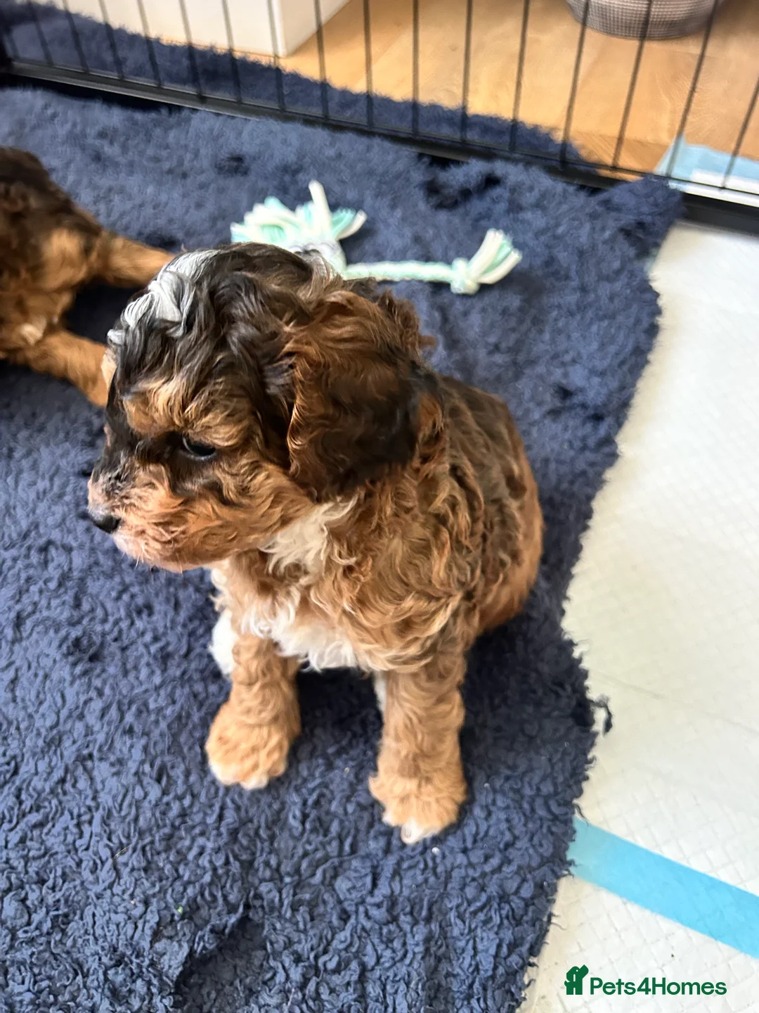 Cockapoo dogs for sale: Stunning Cockapoo Puppies Ready Soon  - Advert 24