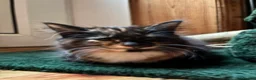 Mixed Breed cats for sale: Two gorgeous kittens looking for a home.  - Advert 14