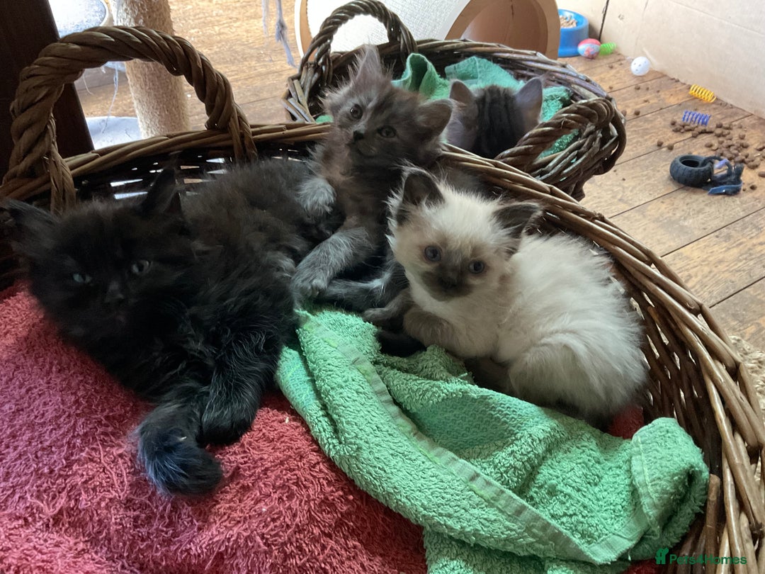 Ragdoll cats for sale: Lovely Kittens - Advert 4