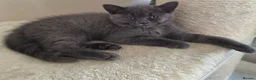 British Shorthair cats for sale: British shorthair kittens - Advert 15