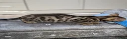 Bengal cats for sale: 🔥✨Pedigree TICA-Registered Bengals - Advert 32
