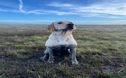 Labrador Retriever dogs for sale: Sensitive and Devoted Labrador  - Image 9