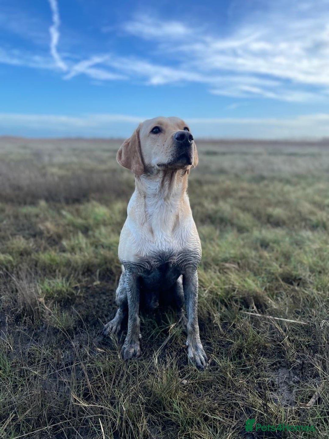 Labrador Retriever dogs for sale: Sensitive and Devoted Labrador  - Image 9