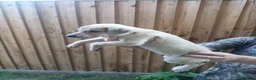 Lurcher dogs for sale: Lurcher puppies for sale in Gravesend - Advert 6