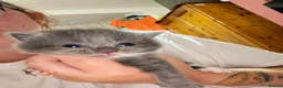 Mixed Breed cats for sale: Beautiful kittens  - Advert 9