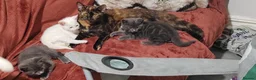 Mixed Breed cats for sale: Three beautiful mixed kittens looking for home - Advert 1