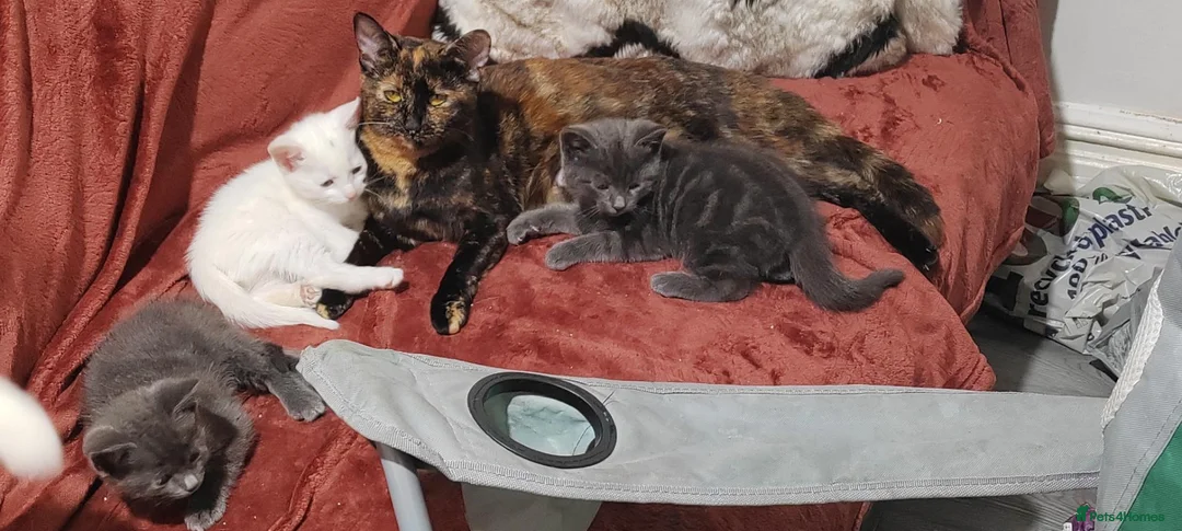 Mixed Breed cats for sale: Three beautiful mixed kittens looking for home - Advert 1