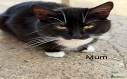 Mixed Breed cats for sale: Stunning kittens looking for loving home  - Image 14