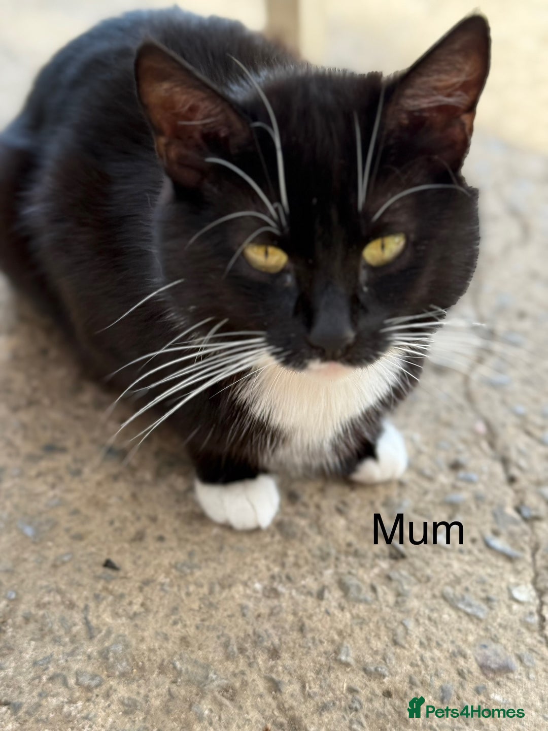 Mixed Breed cats for sale: Stunning kittens looking for loving home  - Image 14