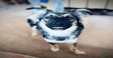 Mixed Breed dogs - Advert 6