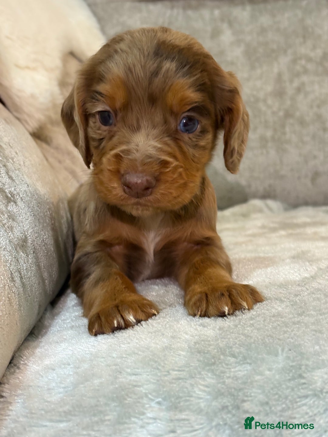 Cocker Spaniel dogs for sale: Stunning cocker spaniel puppies - Advert 32
