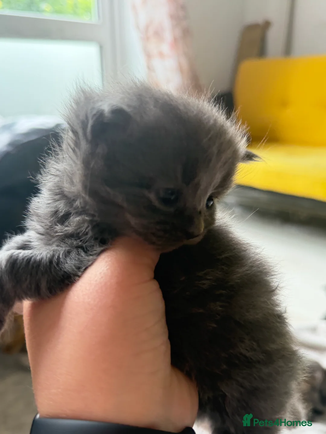 Mixed Breed cats for sale: 6 kittens  - Advert 28