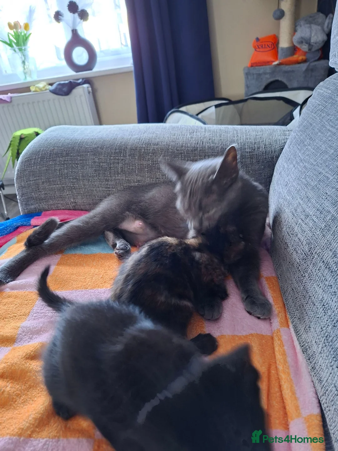 Mixed Breed cats for sale: Kittens for sale in Kidderminster - Advert 5