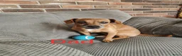 Mixed Breed dogs for sale: Miniature dachshund mixed with Patterdale  - Advert 9