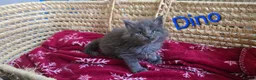 Maine Coon cats for sale: Maine Coon Kitten Reservation  - Advert 13