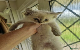 Ragdoll cats for sale: Stunning baby ragdolls - Image 6