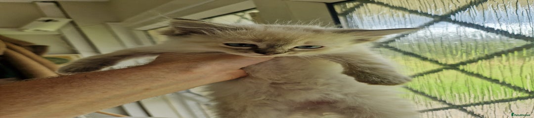 Ragdoll Kitten 2