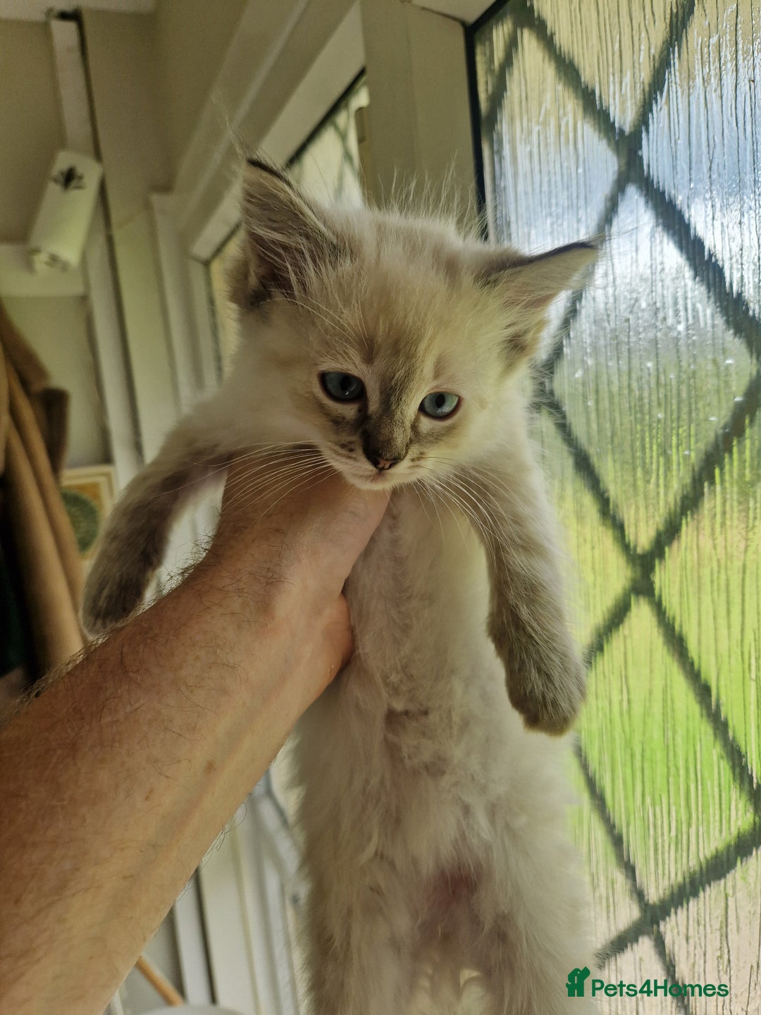 Ragdoll cats for sale: Stunning baby ragdolls - Image 6