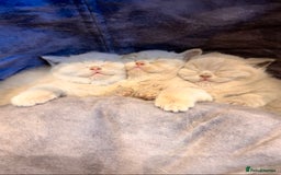 British Shorthair cats for sale: 🌈 GCCF fawn/blue 🏆Champion🏆 BSH teddy bears 🌈 - Image 4