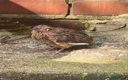Quail poultry for sale: Quail - Image 1