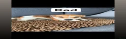Jack Russell dogs for sale: Jack Russel pups  - Advert 3