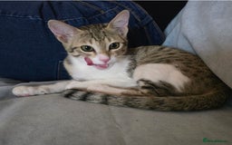 Mixed Breed cats for adoption: [Indoors Only] MiniMi & MiniMo - lovely sisters  - Image 12