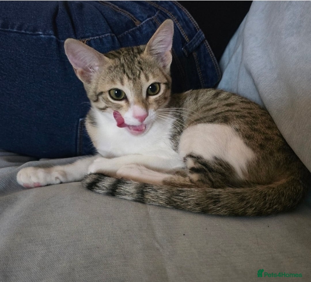 Mixed Breed cats for adoption: [Indoors Only] MiniMi & MiniMo - lovely sisters  - Image 12