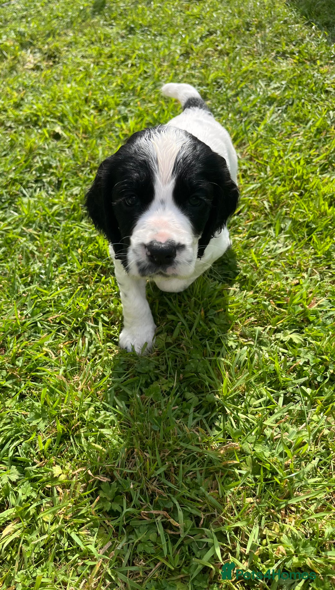 Cocker Spaniel dogs for sale: Stunning KC health tested Cocker pups  - Image 4