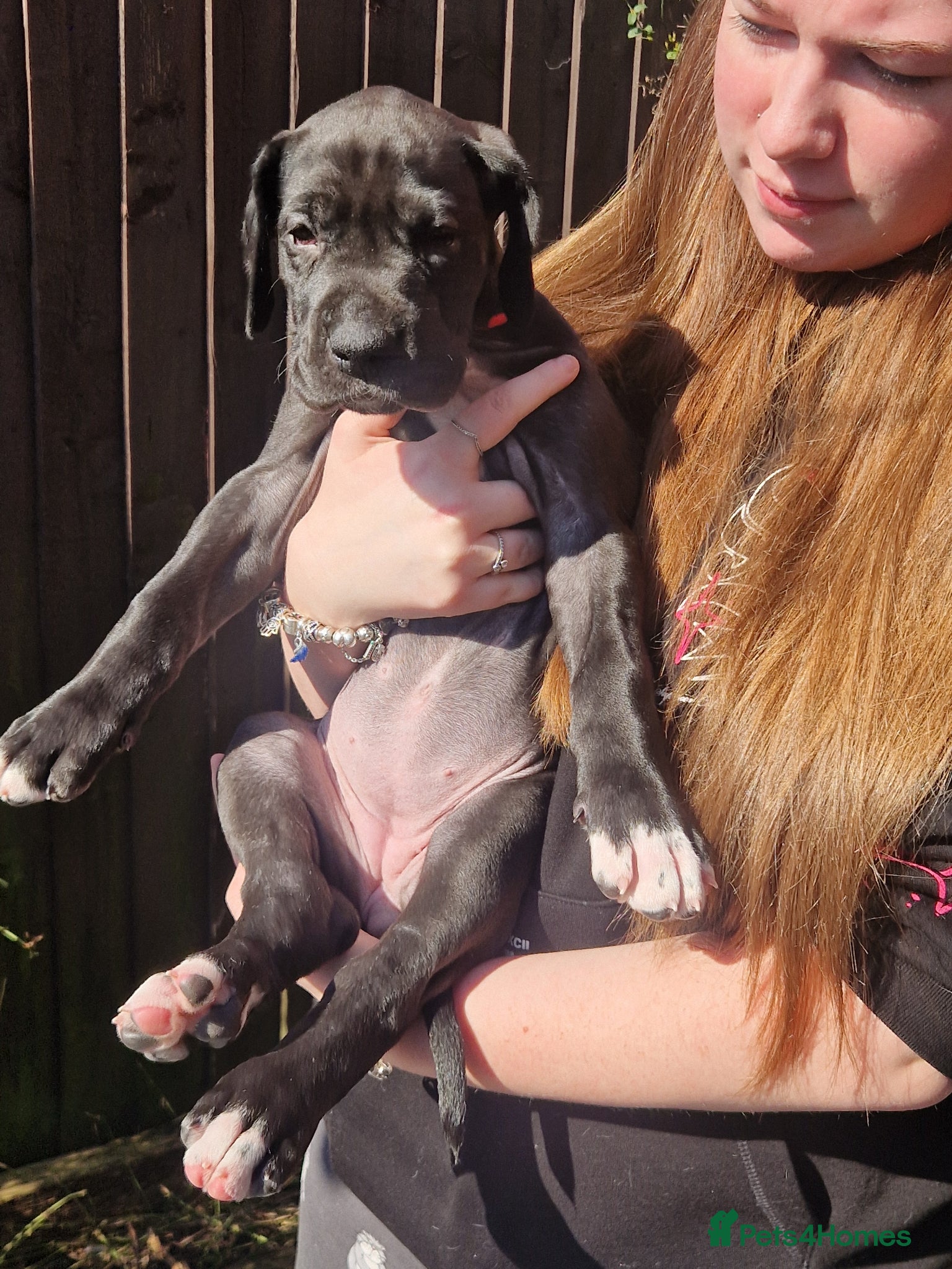 Great Dane dogs Great dane puppies two black females left  - Advert 1