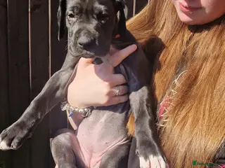 Great Dane dogs Great dane puppies two black females left - Advert 1