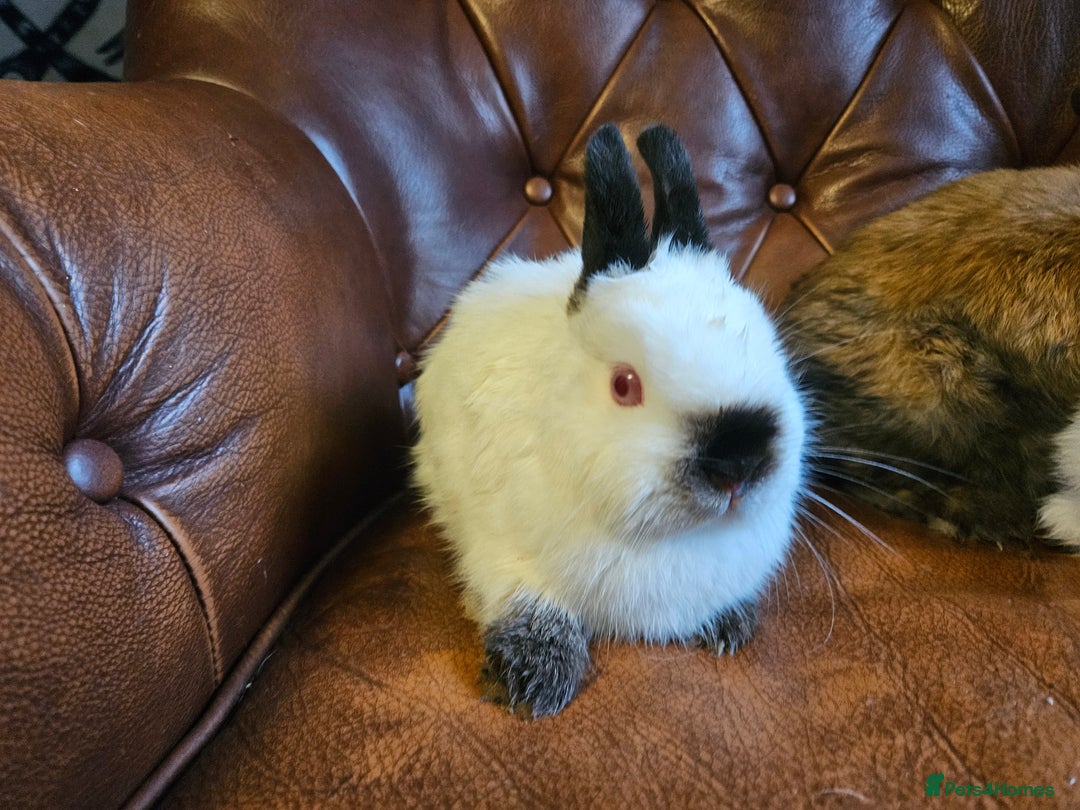 Mixed Breed rabbits for sale: Selection of rabbits for sale - Advert 2